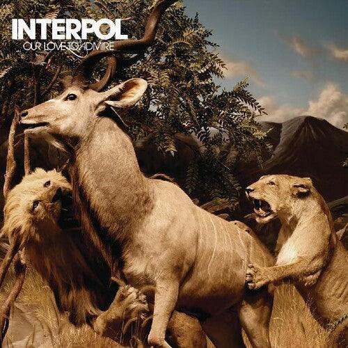 Interpol- Our Love To Admire - LP