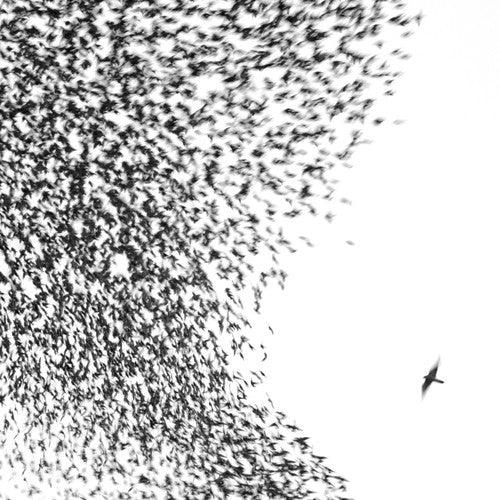 Wilco- Sky Blue Sky - LP